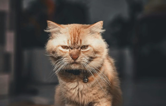 Comment les Chats peuvent vous enseigner le SEO